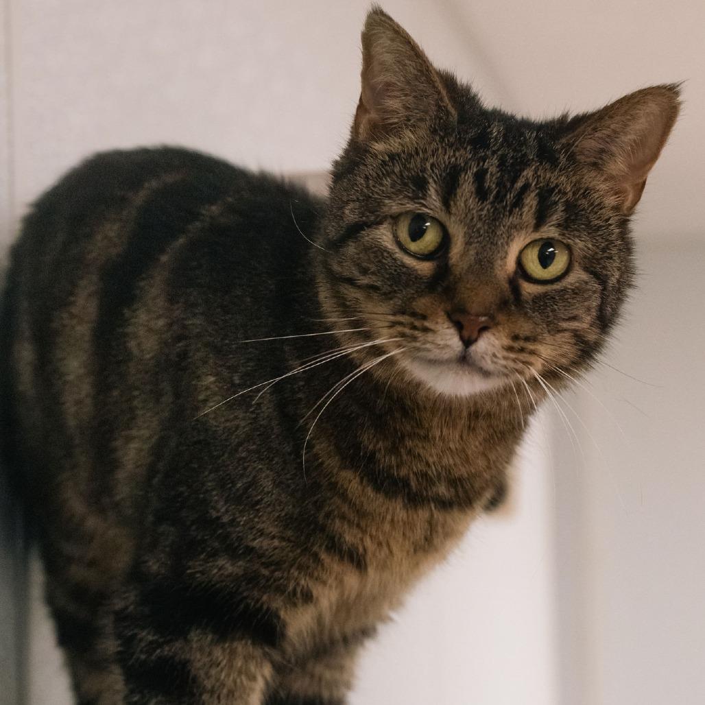 Enlarge Audrey, a Adoptable Domestic Short Hair in Uniontown, PA image 2/5