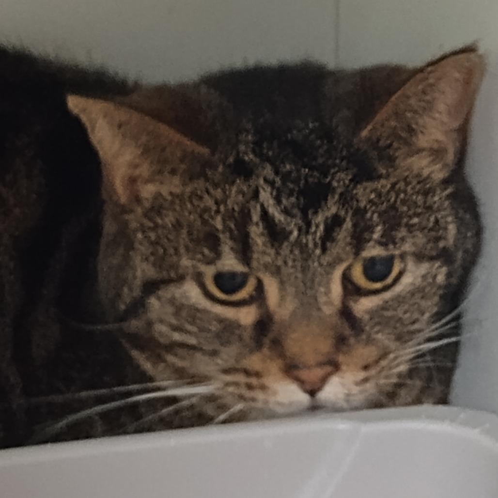 Enlarge Audrey, a Adoptable Domestic Short Hair in Uniontown, PA image 3/5