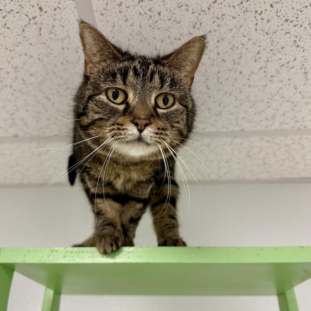 Enlarge Audrey, a Adoptable Domestic Short Hair in Uniontown, PA image 4/5