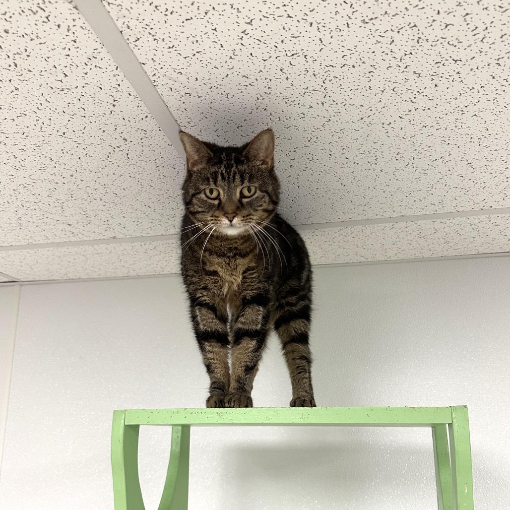 Enlarge Audrey, a Adoptable Domestic Short Hair in Uniontown, PA image 5/5