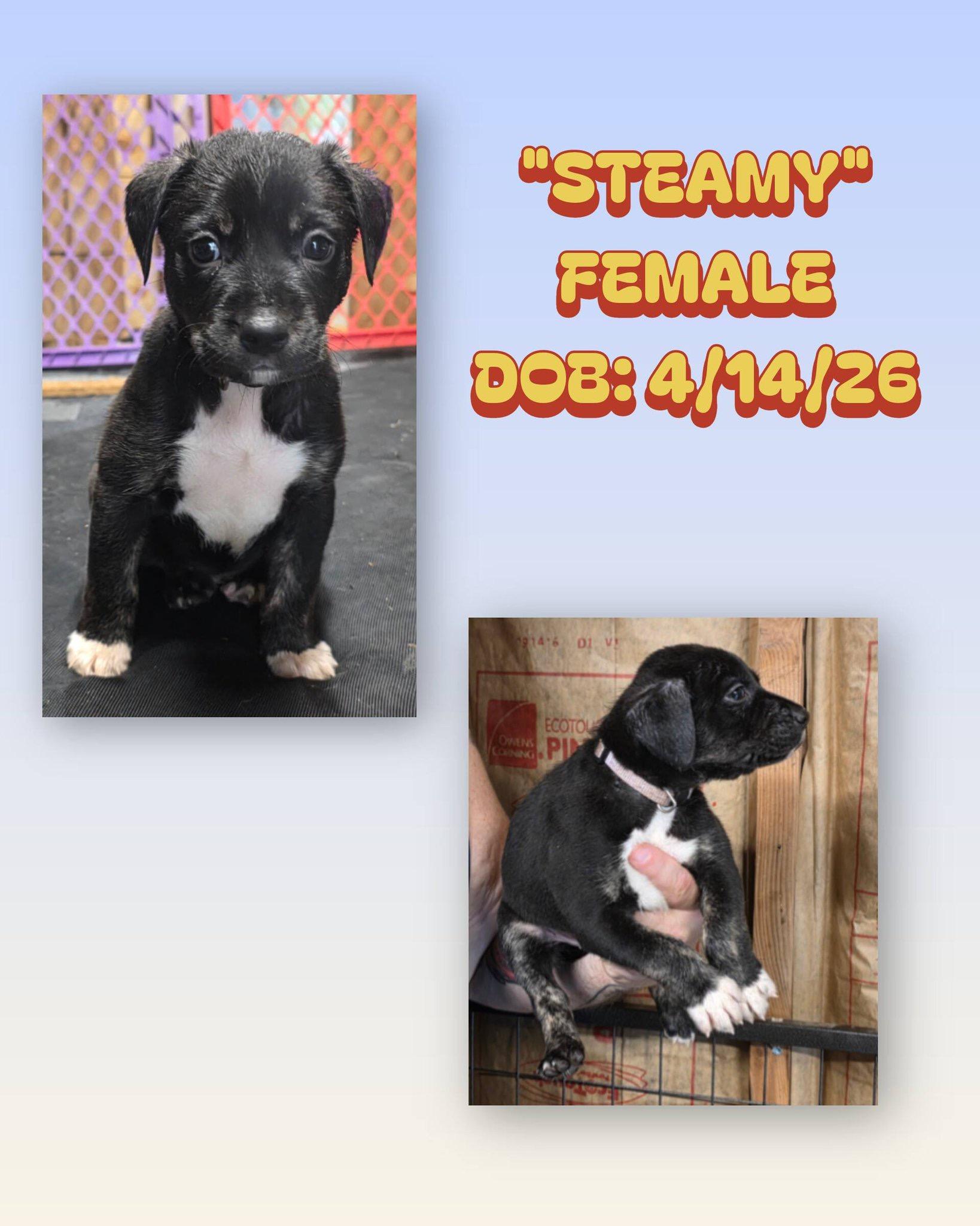 Steamy, ADOPTABLE, Puppy Female Catahoula Leopard Dog & Australian Shepherd.