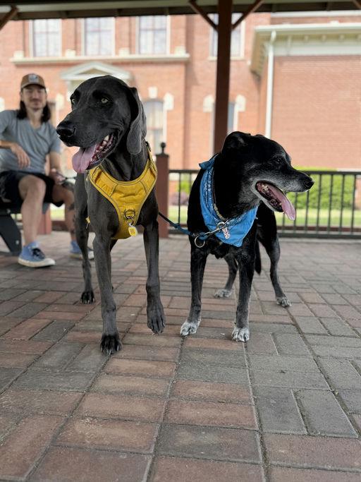 Cash, Adopted, Adult Male Weimaraner.