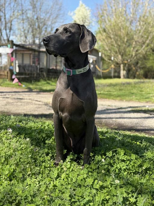 Cash, a Adopted Weimaraner in Marietta, GA image 2/6
