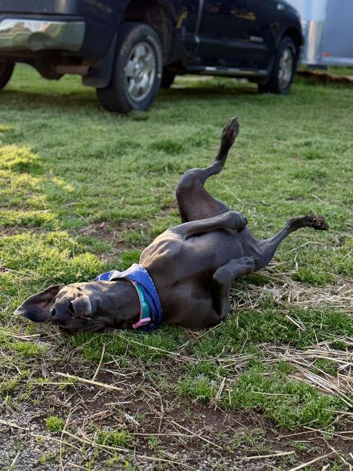 Cash, a Adopted Weimaraner in Marietta, GA image 3/6