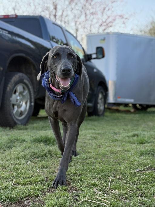 Cash, a Adopted Weimaraner in Marietta, GA image 4/6