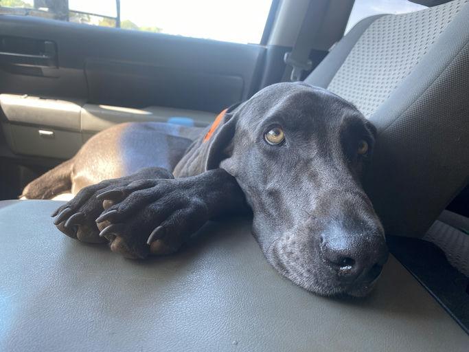 Cash, a Adopted Weimaraner in Marietta, GA image 5/6