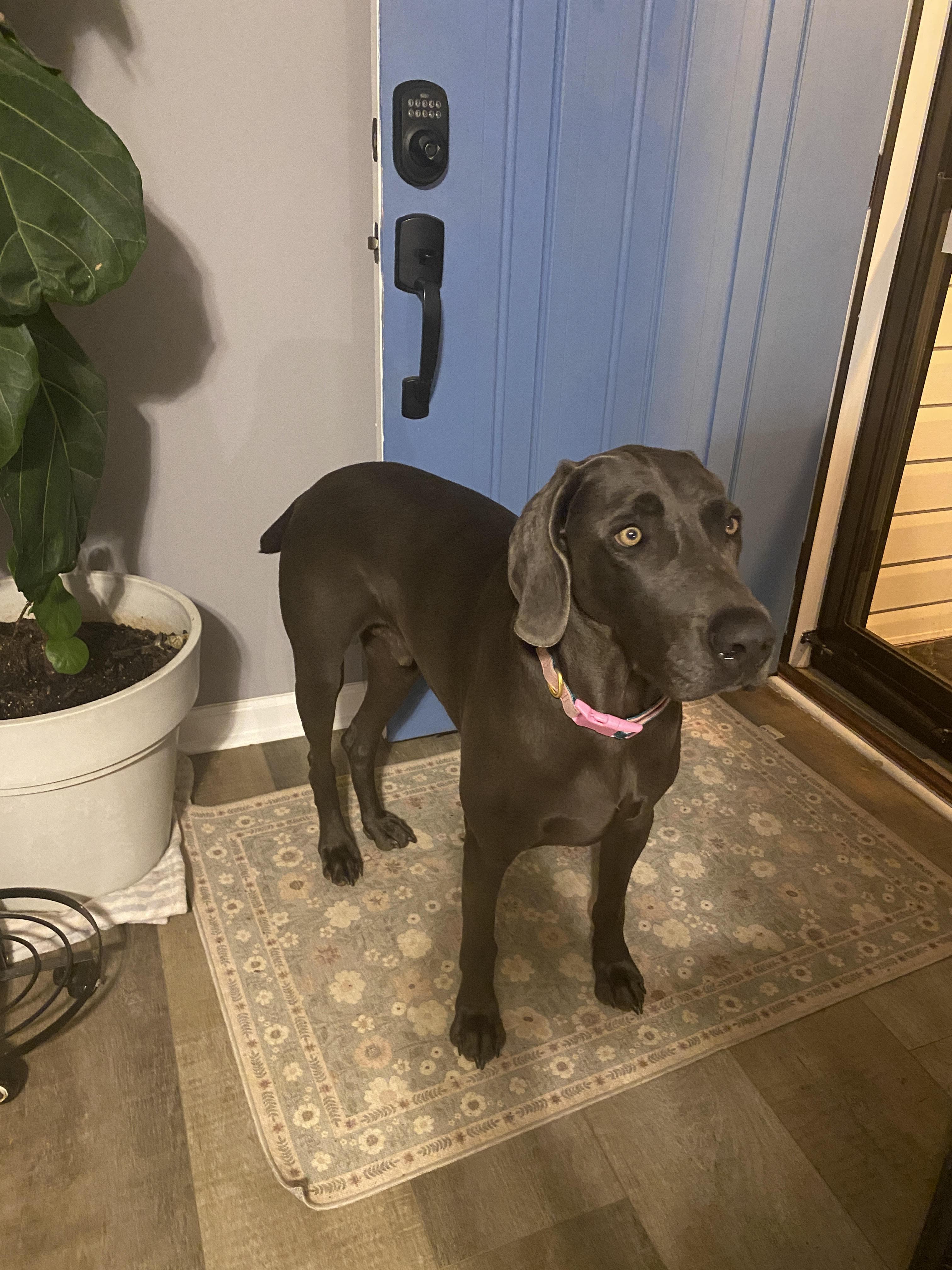 Cash, a Adopted Weimaraner in Marietta, GA image 6/6