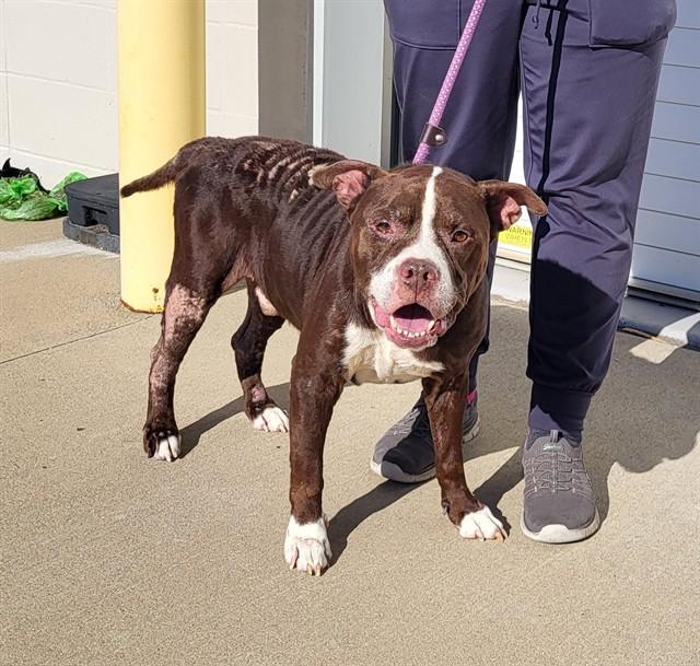 CASHIOUS, Adoptable, Adult Male Pit Bull Terrier & Mixed Breed.