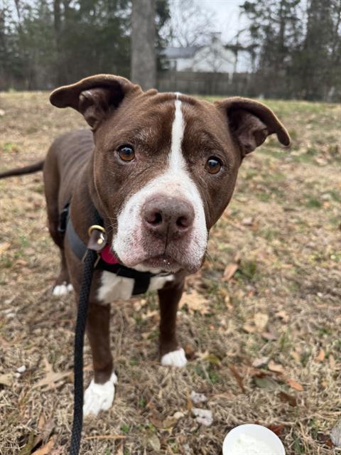 CASHIOUS, Adoptable, Adult Male Pit Bull Terrier & Mixed Breed.