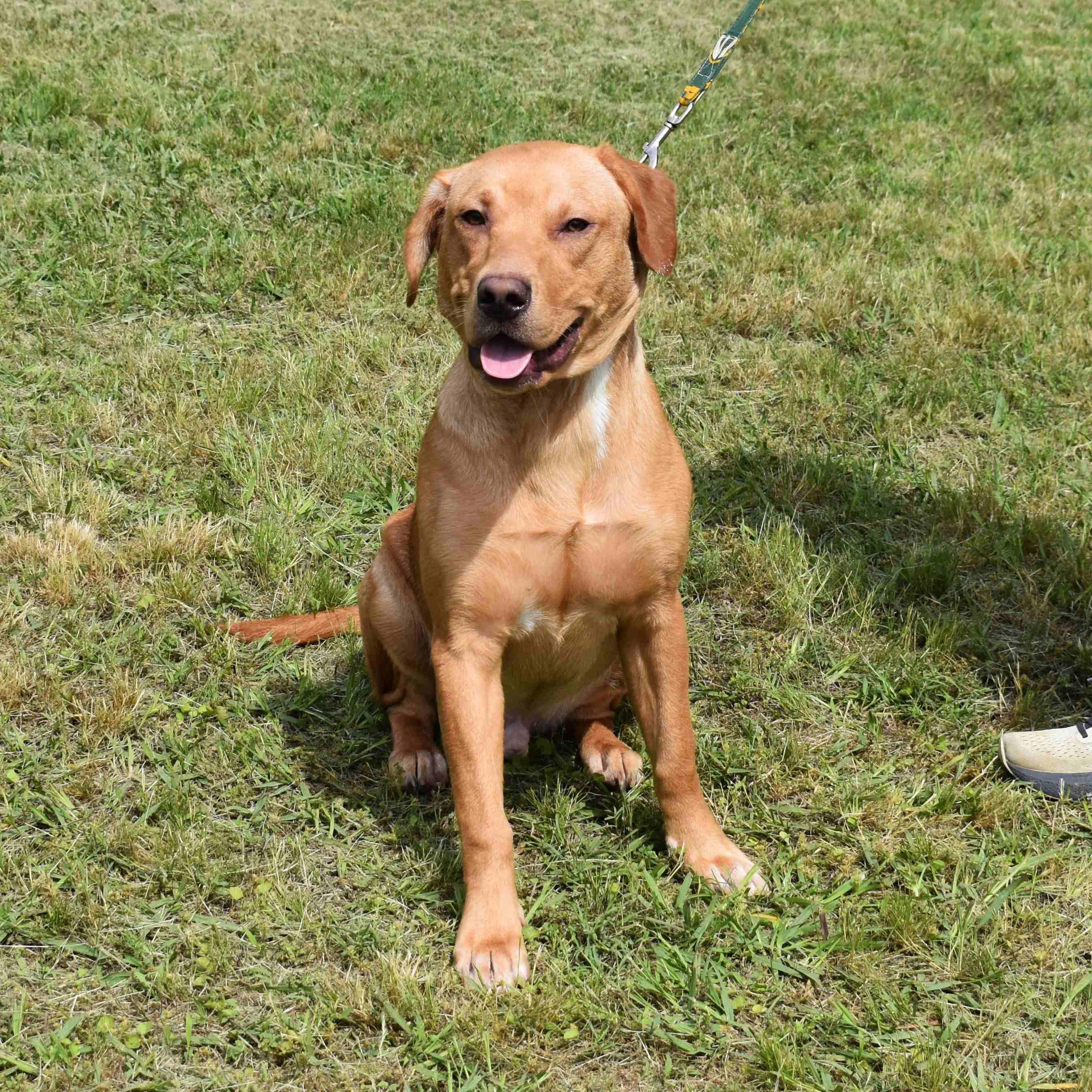 Maverick, a ADOPTABLE mixed breed in Searcy, AR image 2/6