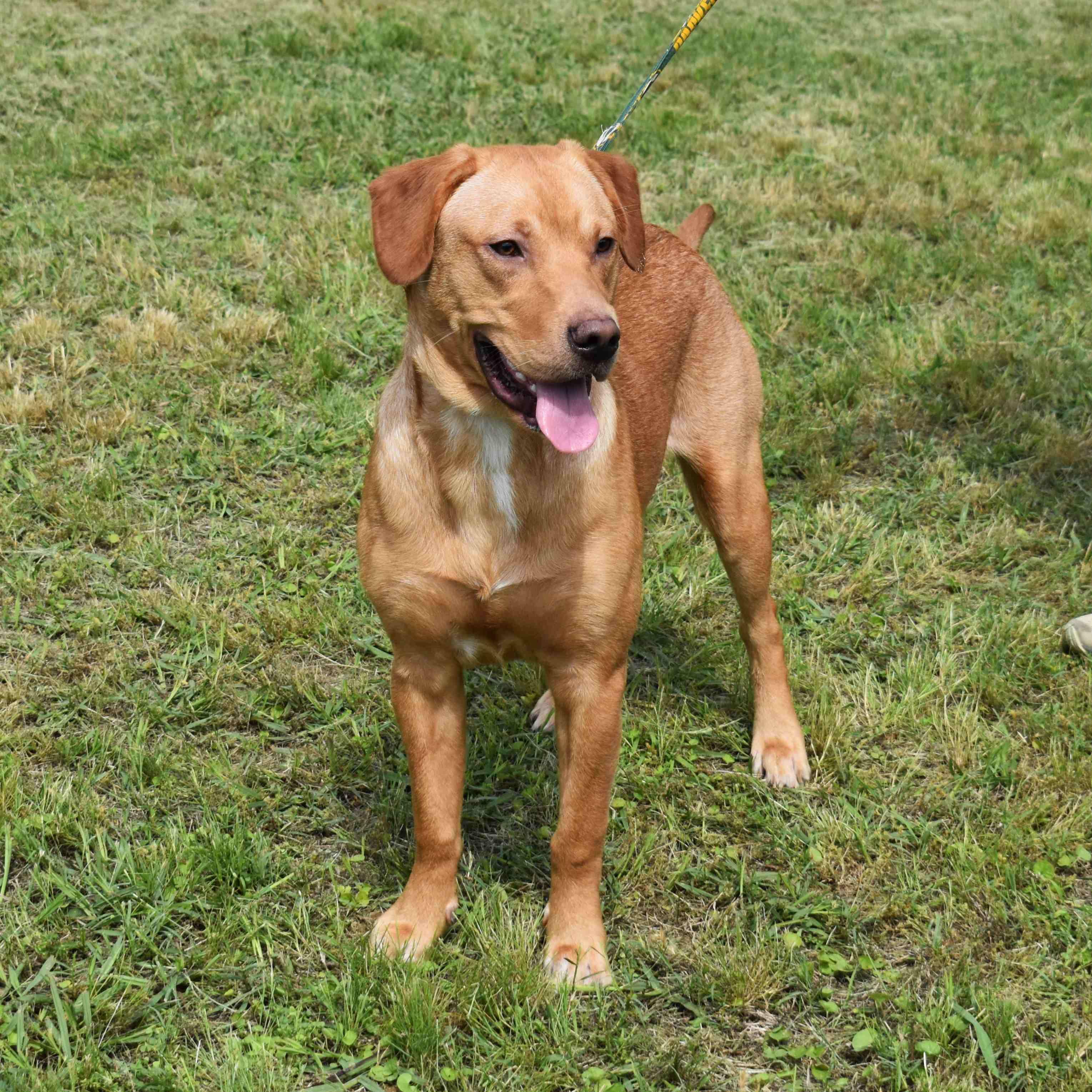 Maverick, a ADOPTABLE mixed breed in Searcy, AR image 4/6