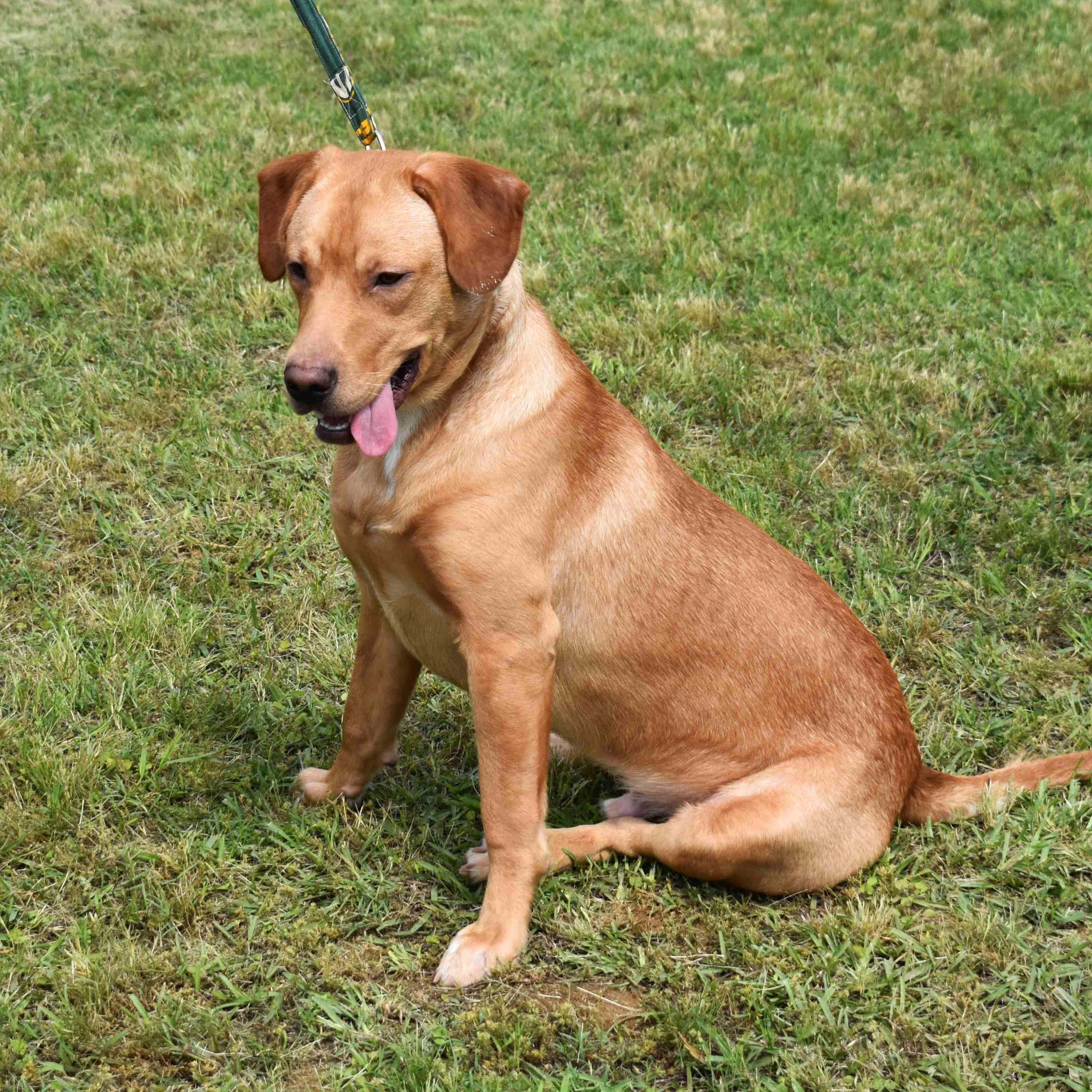 Maverick, a ADOPTABLE mixed breed in Searcy, AR image 3/6
