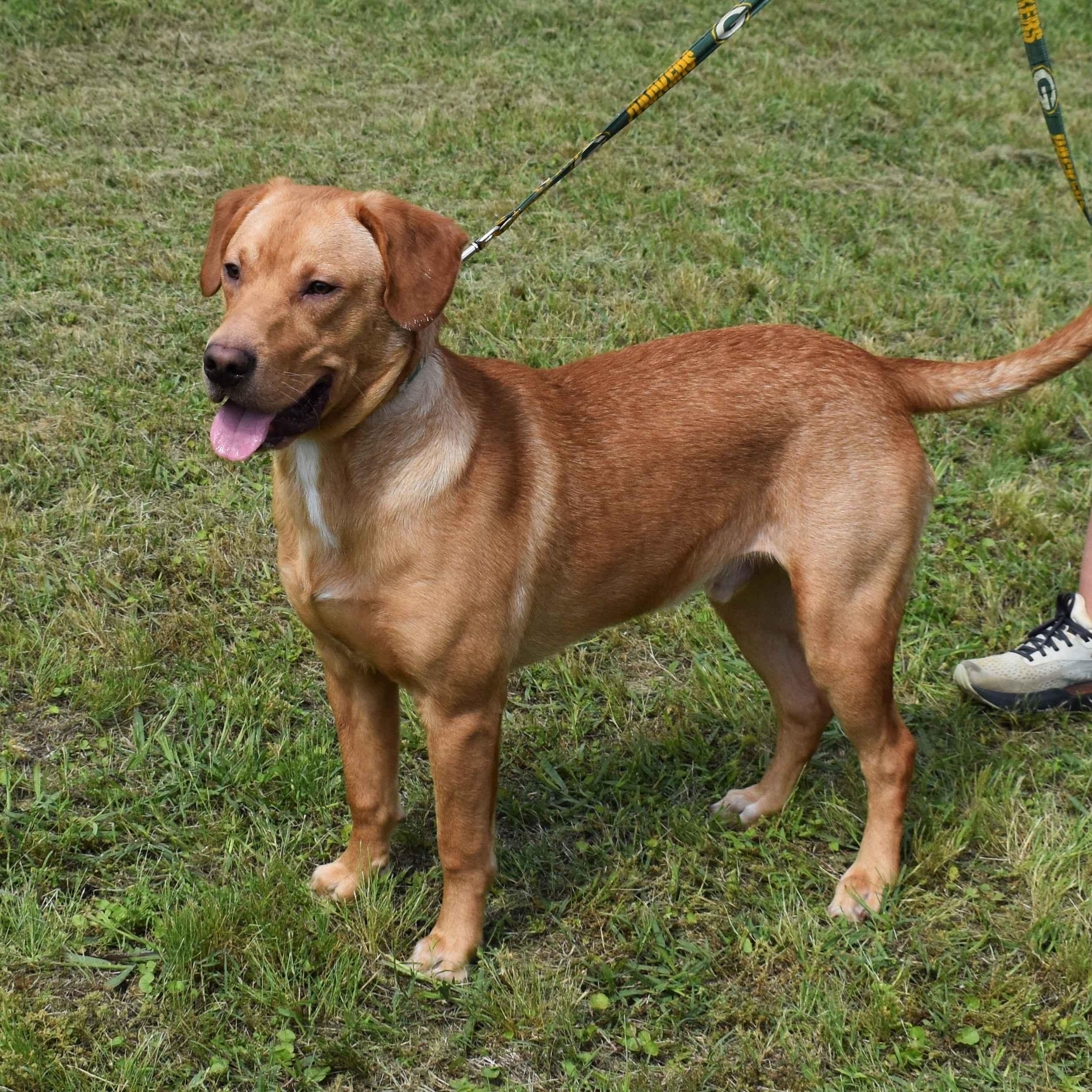 Maverick, a ADOPTABLE mixed breed in Searcy, AR image 6/6