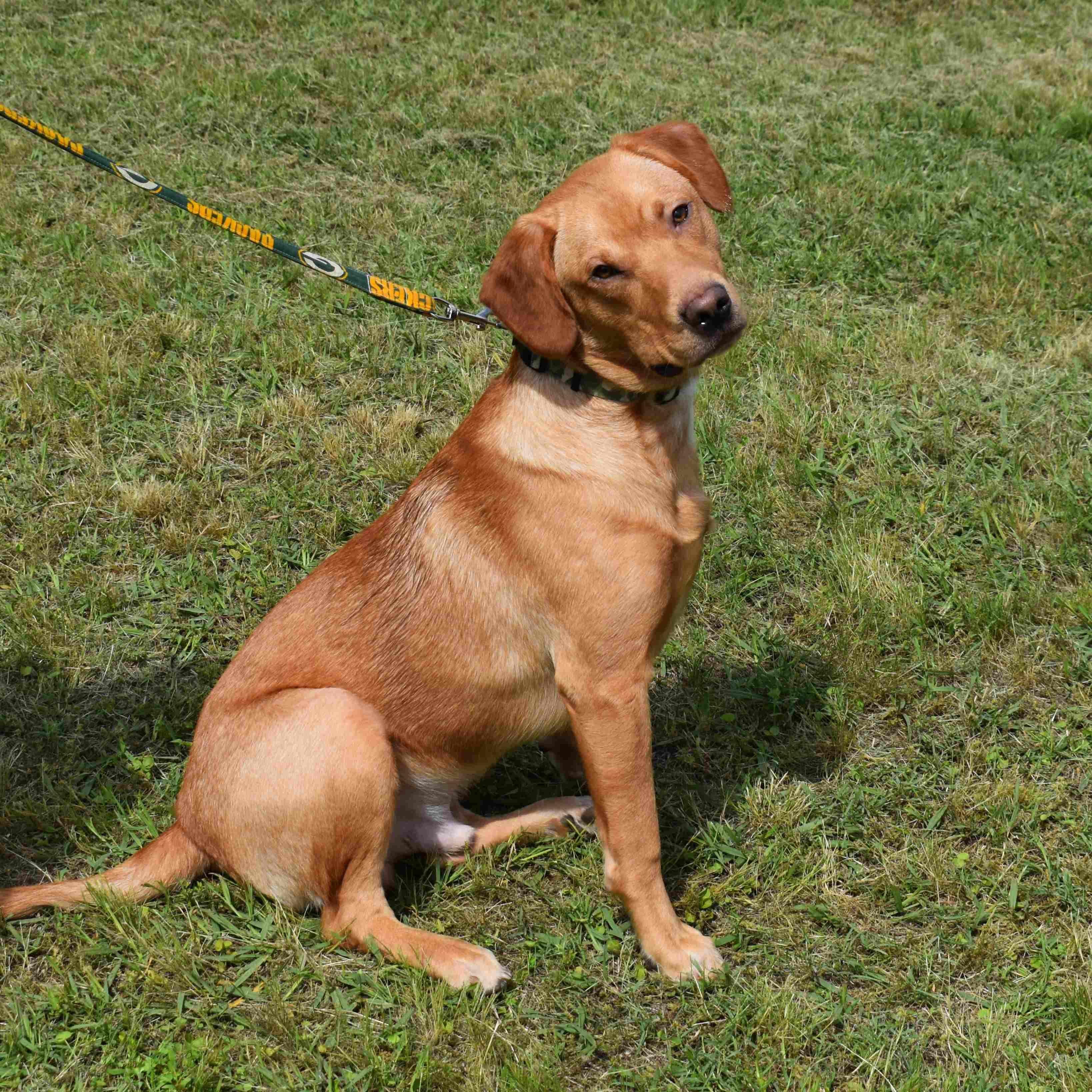 Maverick, a ADOPTABLE mixed breed in Searcy, AR image 5/6
