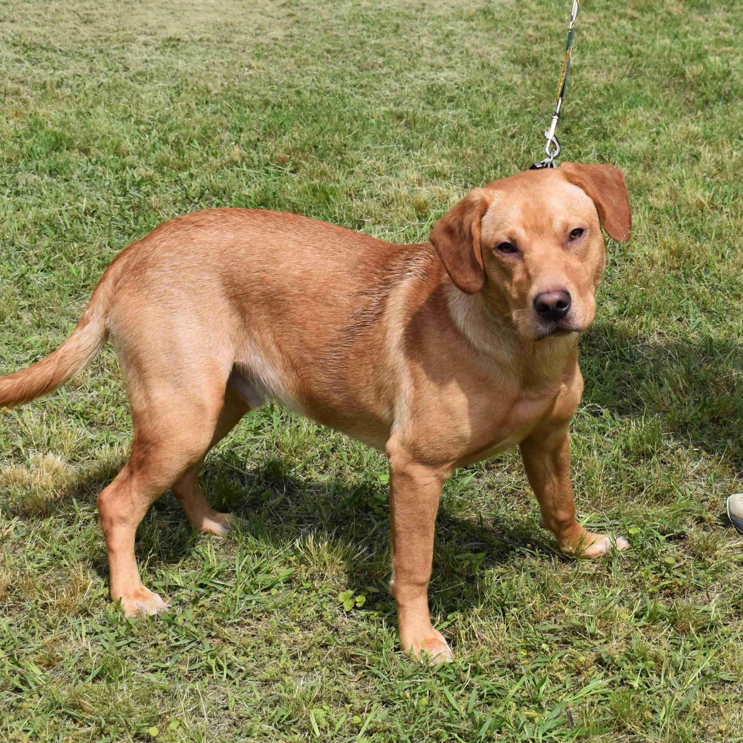 Maverick, ADOPTABLE, Young Male Labrador Retriever.
