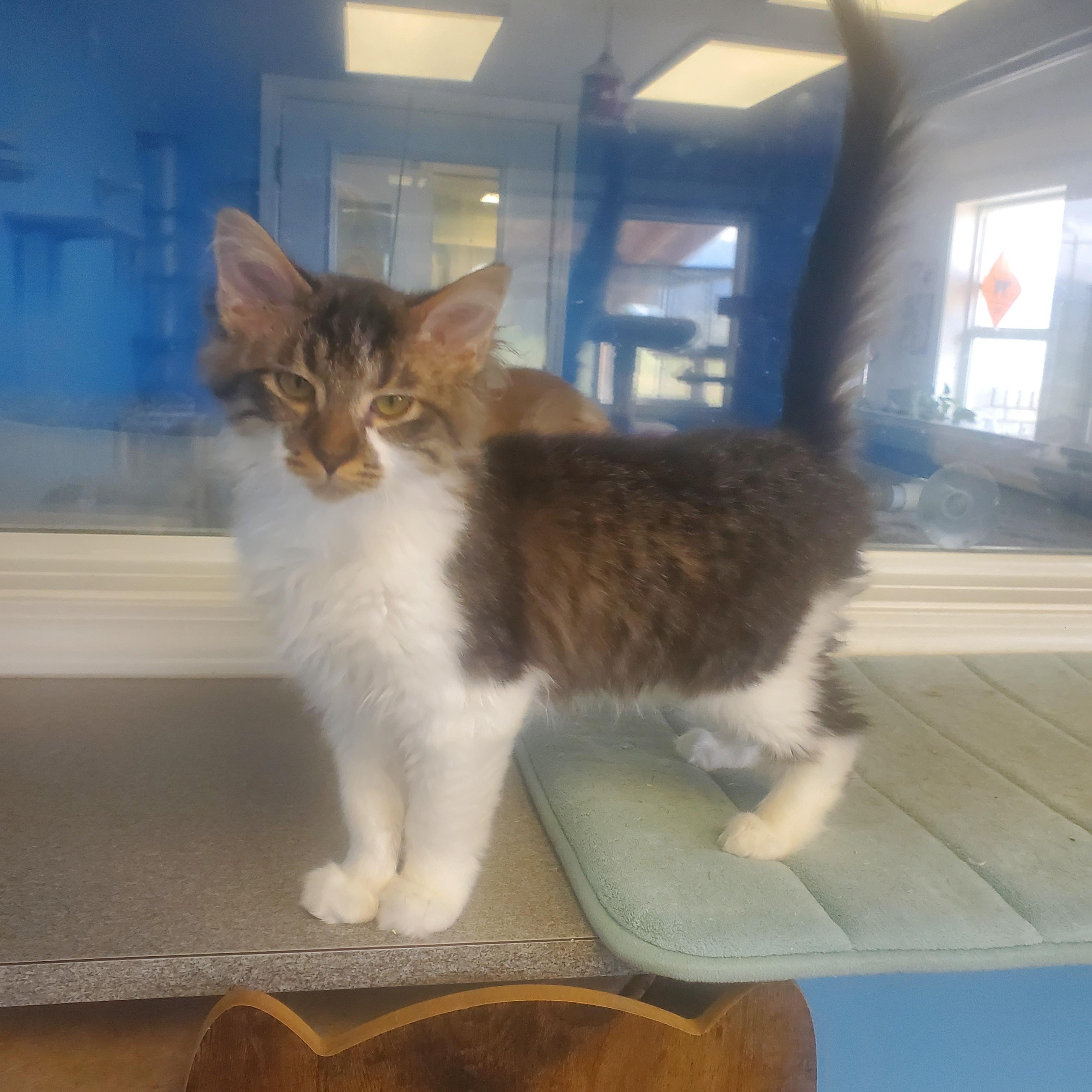 August, ADOPTABLE, Kitten Male Domestic Long Hair.