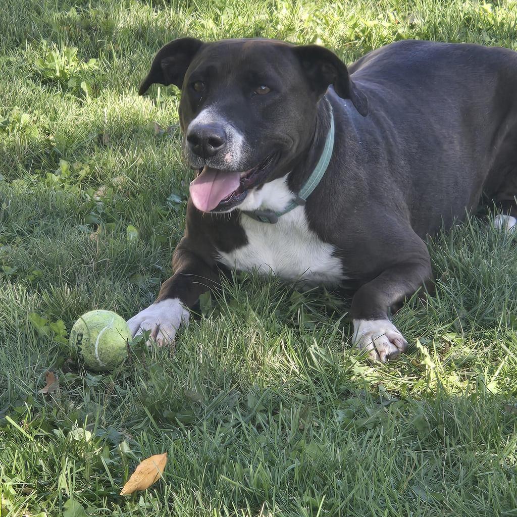 Enlarge Mel B, a Adoptable Mixed Breed in Grand Forks, ND image 1/2