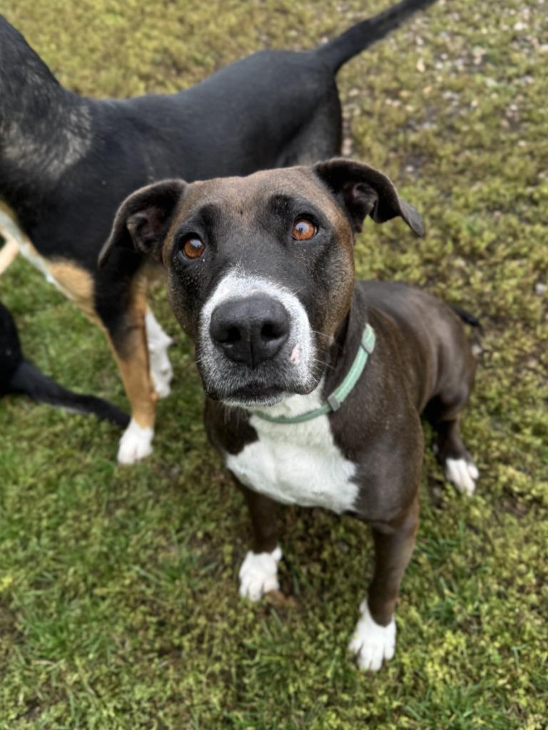 Enlarge Mel B, a Adoptable Mixed Breed in Grand Forks, ND image 2/2