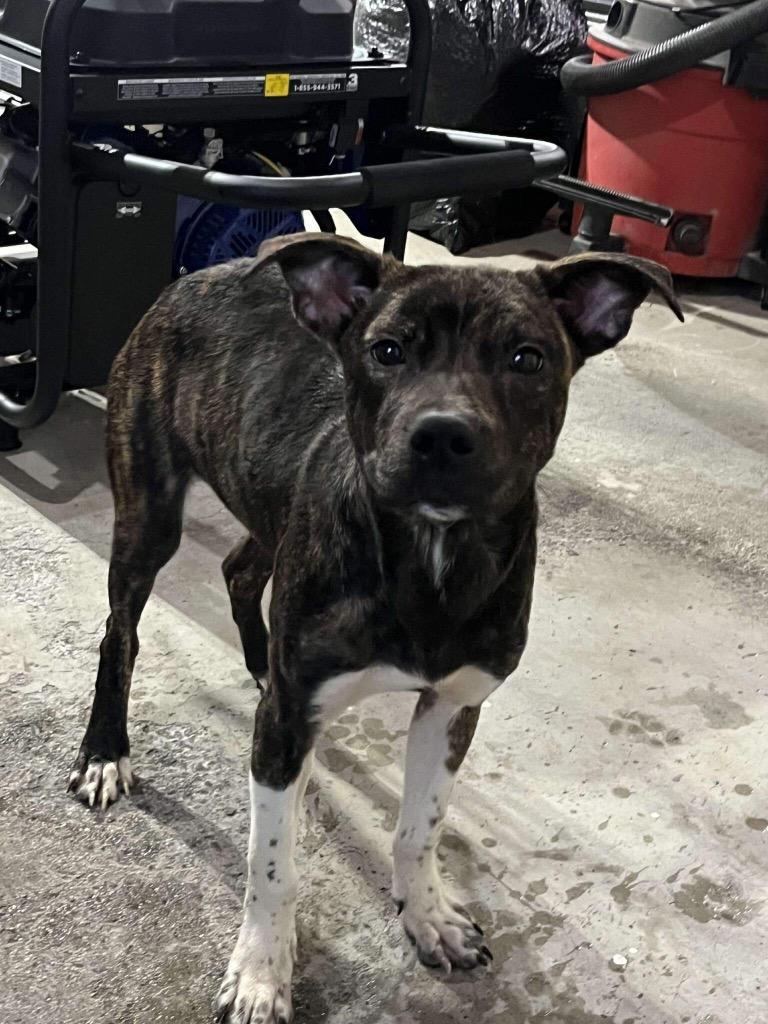 Mike, Adoptable, Young Male Carolina Dog & Mountain Cur.