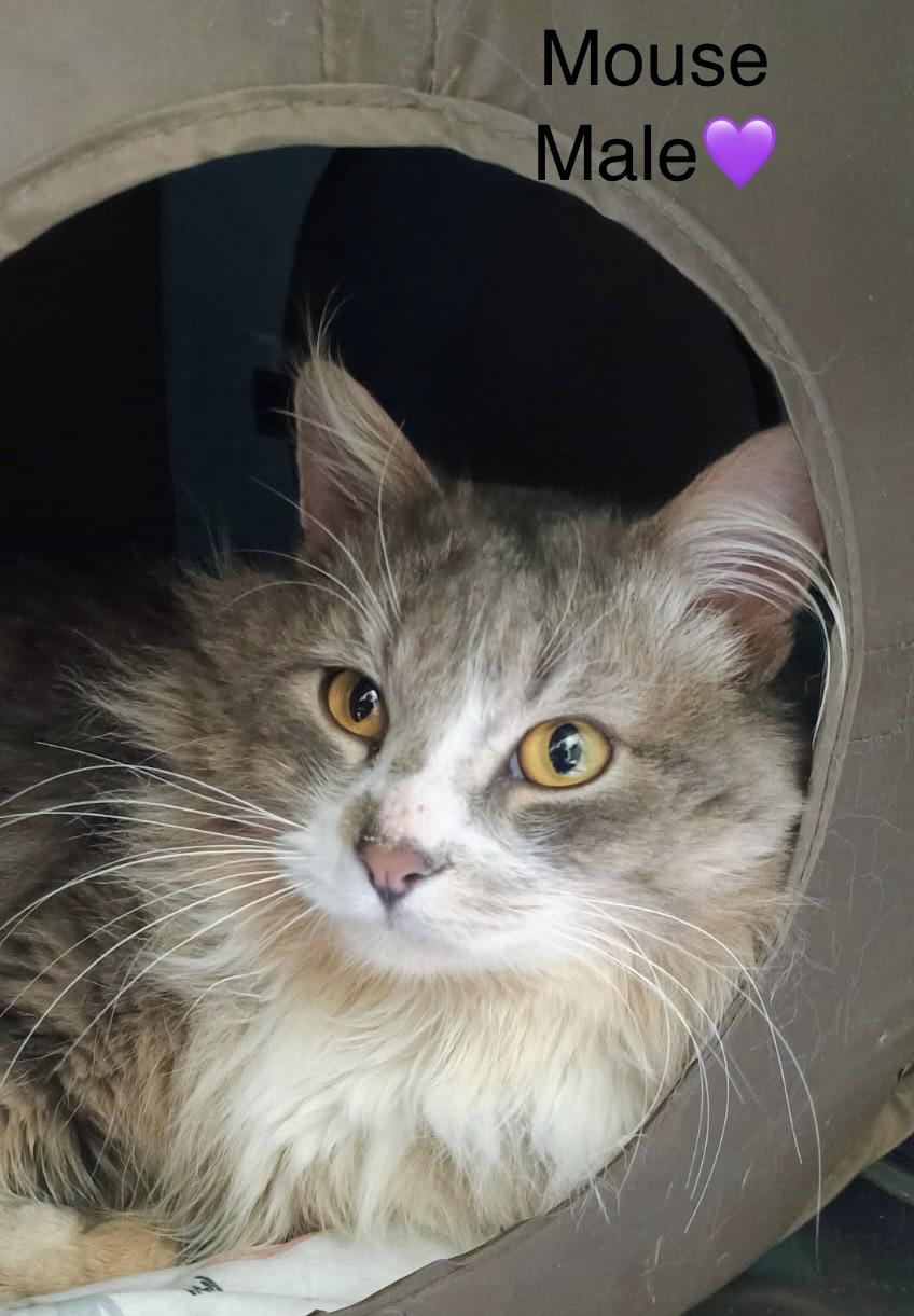 Mouse, a ADOPTABLE mixed breed in Calais, ME image 3/3