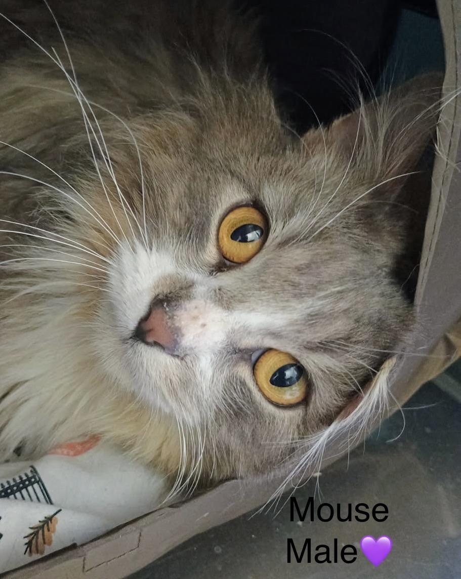 Mouse, a ADOPTABLE mixed breed in Calais, ME image 1/3