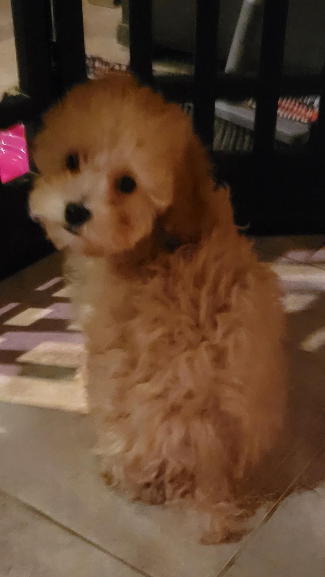 Lucy, a ADOPTABLE Poodle in Overland Park, KS image 2/2