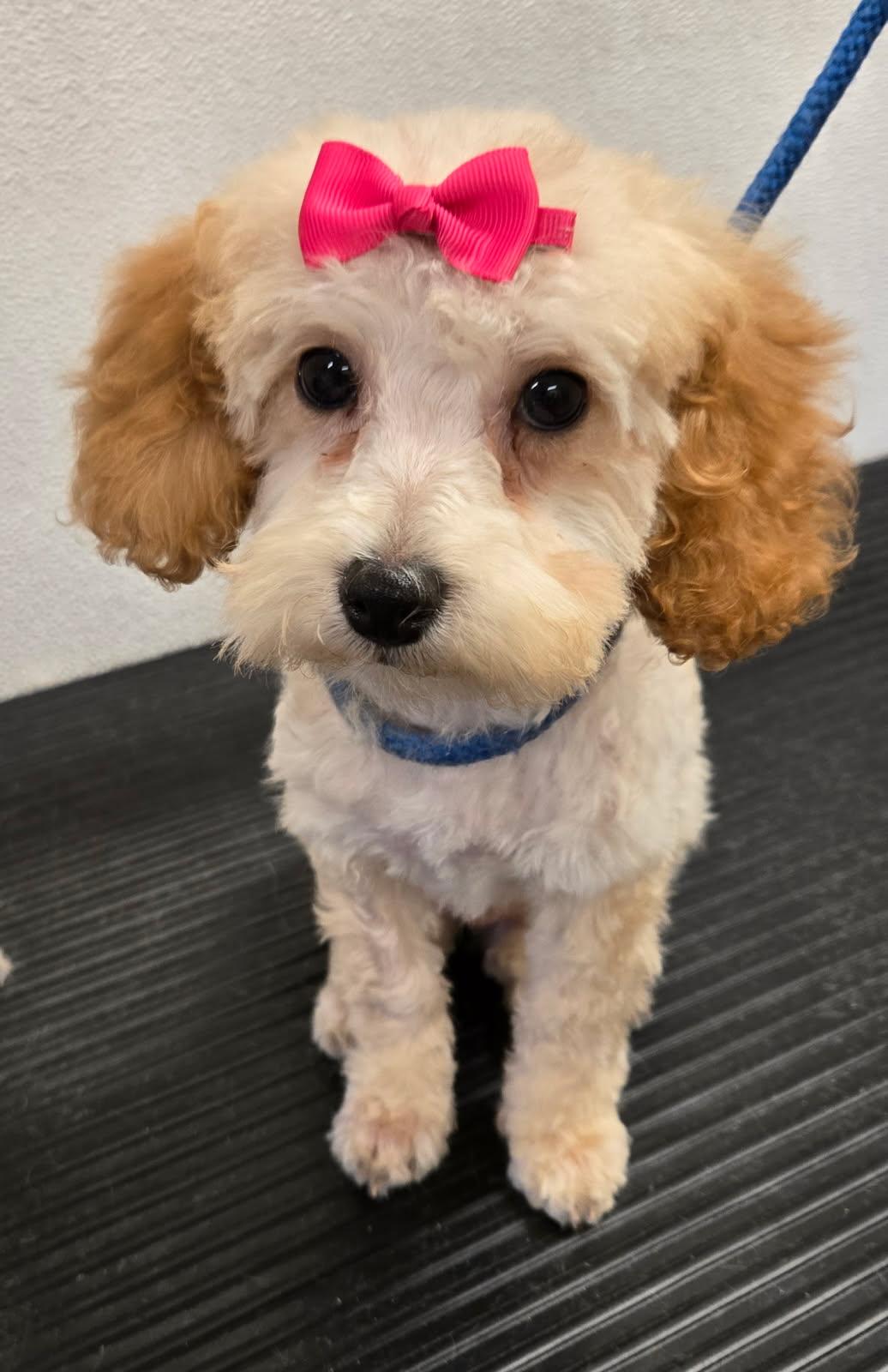 Lucy, ADOPTABLE, Puppy Female Poodle.