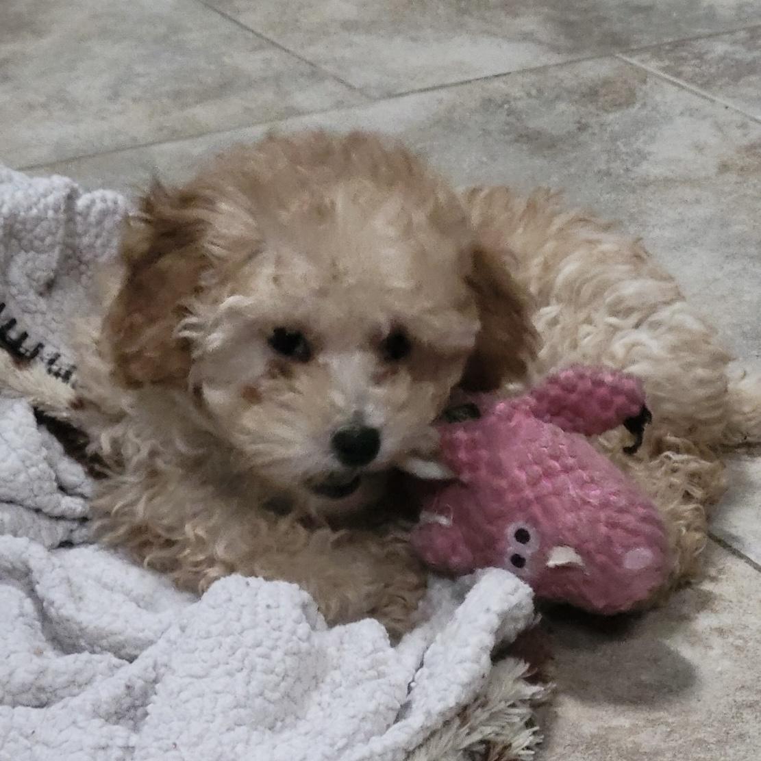 Lucy, a ADOPTABLE Poodle in Overland Park, KS image 1/2