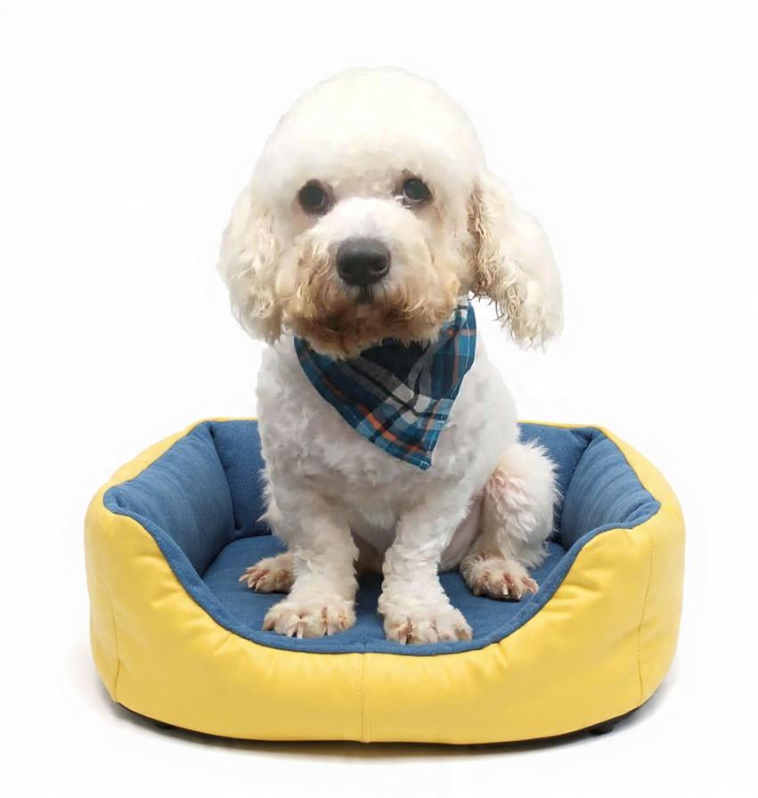 Enlarge Travis, a Adoptable Bichon Frise in Wheelersburg, OH image 1/2