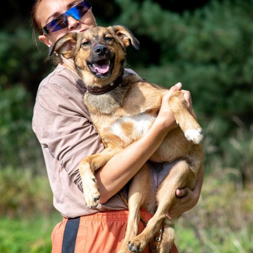 Enlarge Astra, a Adoptable mixed breed in Morristown, NJ image 2/6