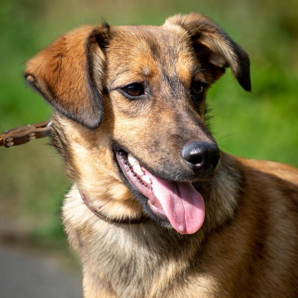 Astra, Adoptable, Young Female Spaniel & Hound.
