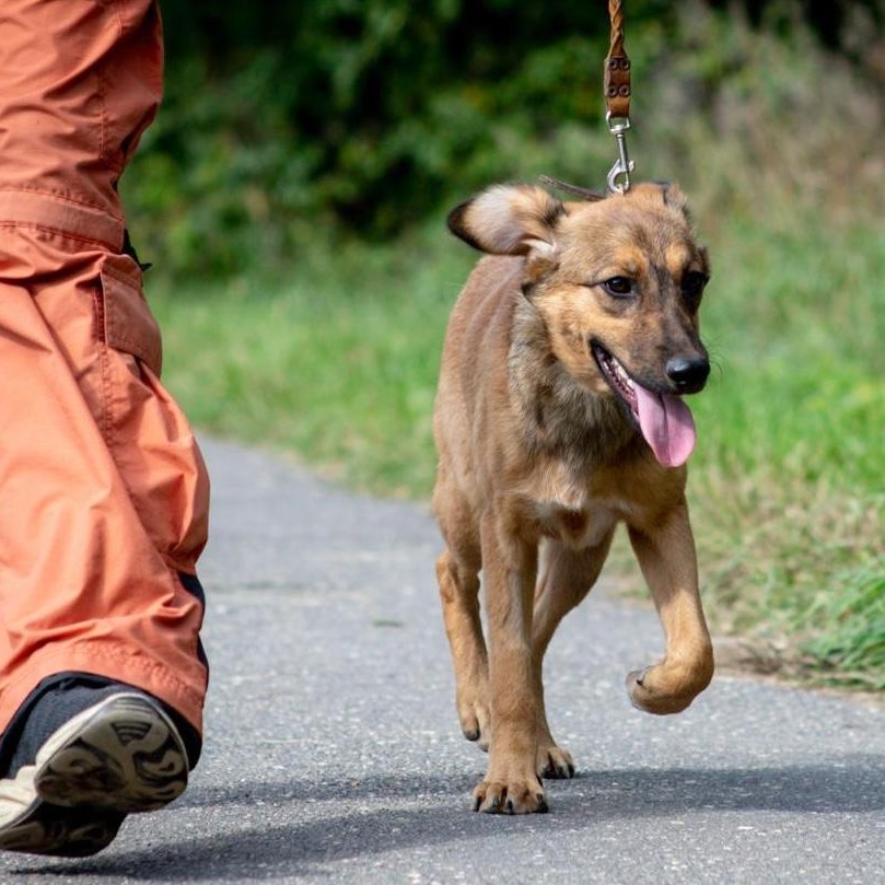 Enlarge Astra, a Adoptable mixed breed in Morristown, NJ image 3/6