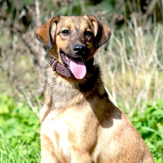 Enlarge Astra, a Adoptable mixed breed in Morristown, NJ image 6/6