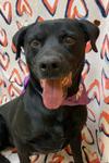 Raymond, ADOPTABLE, Adult Male Black Labrador Retriever.
