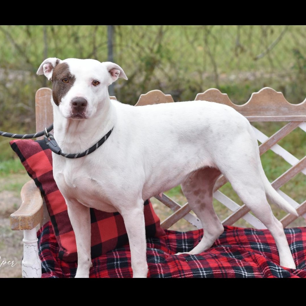 Enlarge Piper, a Adoptable mixed breed in Boonton, NJ image 2/5