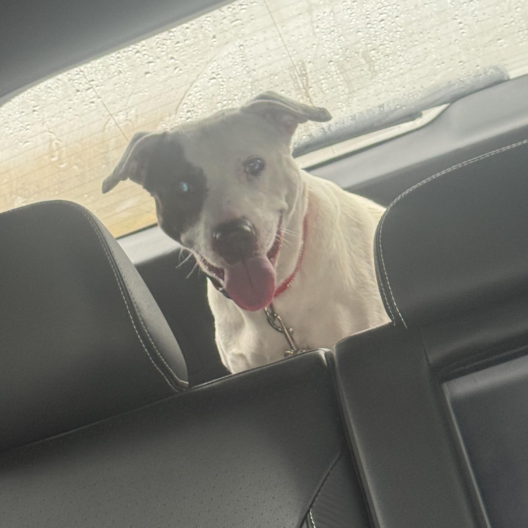 Enlarge Piper, a Adoptable mixed breed in Boonton, NJ image 4/5