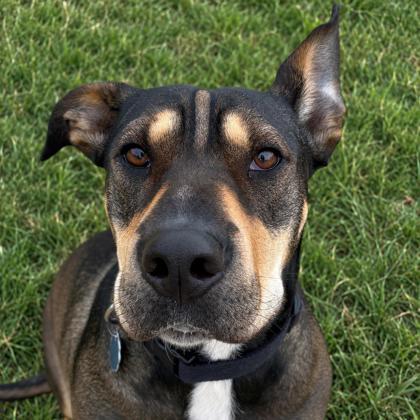 Enlarge Nyla, a Adoptable mixed breed in Jefferson, WI image 1/1