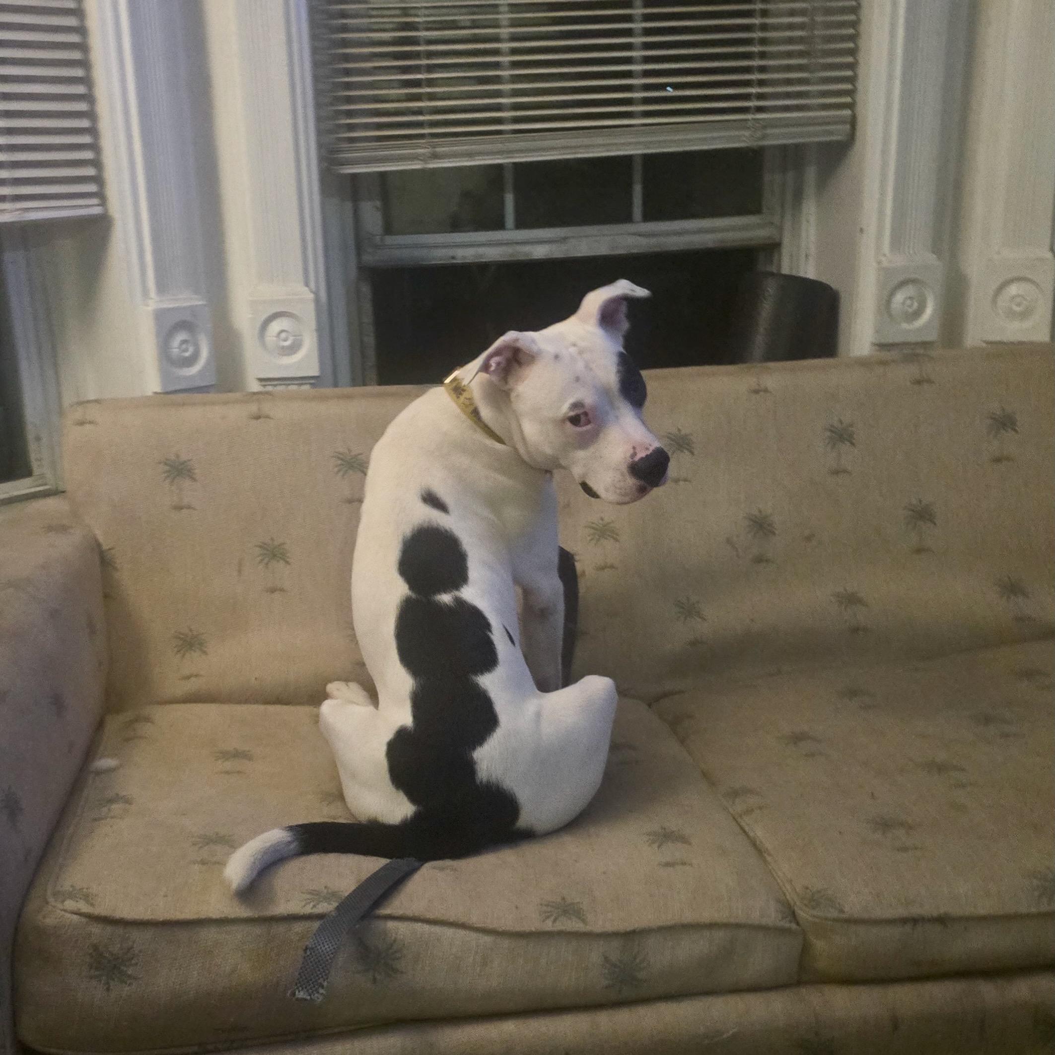 Enlarge Oaty.  NEEDS FOSTER or Adopter NOW, a Adoptable mixed breed in Brooklyn, NY image 6/6