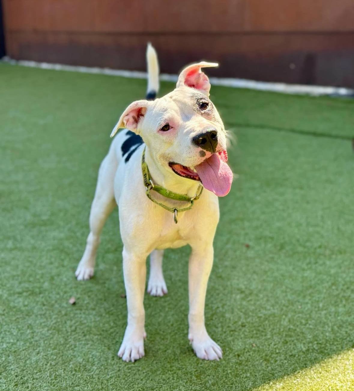 Enlarge Odie is a playful buddy, a Adoptable mixed breed in Cornwall on Hudson, NY image 5/6