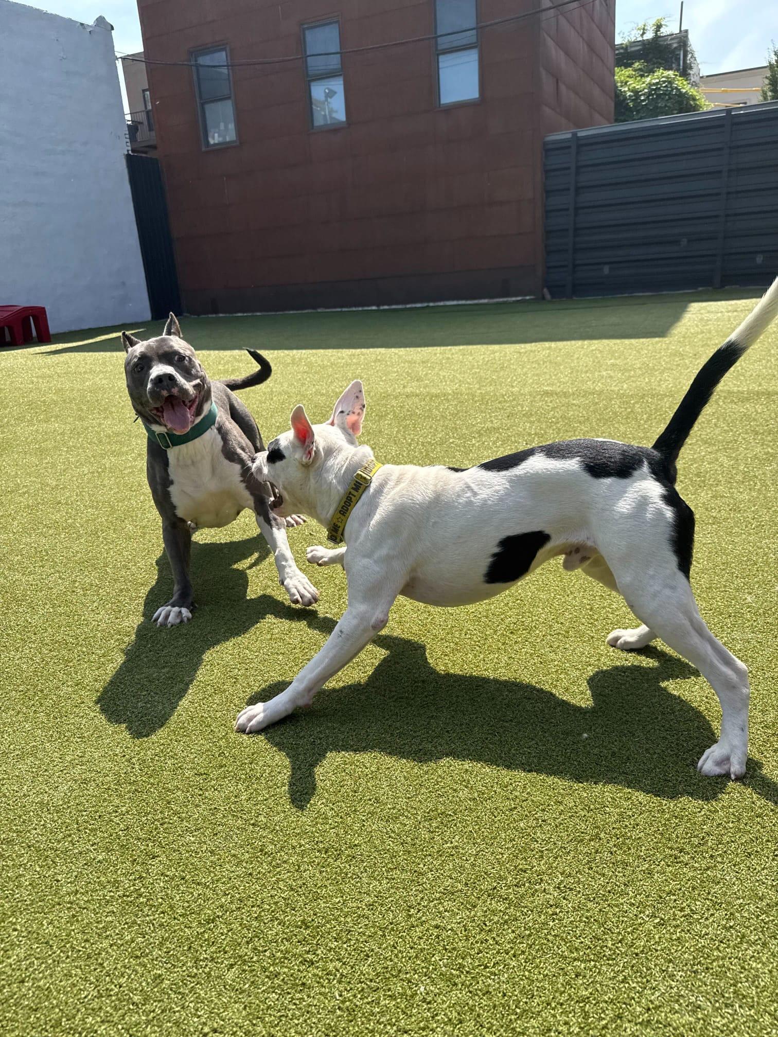 Odie Is A Playful thumbnail 3