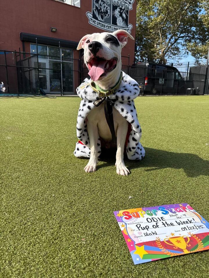 Enlarge Odie is a playful buddy, a Adoptable mixed breed in Cornwall on Hudson, NY image 3/6