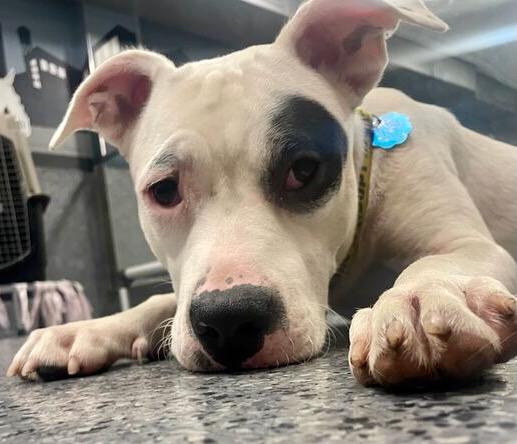 Enlarge Oaty.  NEEDS FOSTER or Adopter NOW, a Adoptable mixed breed in Brooklyn, NY image 5/6