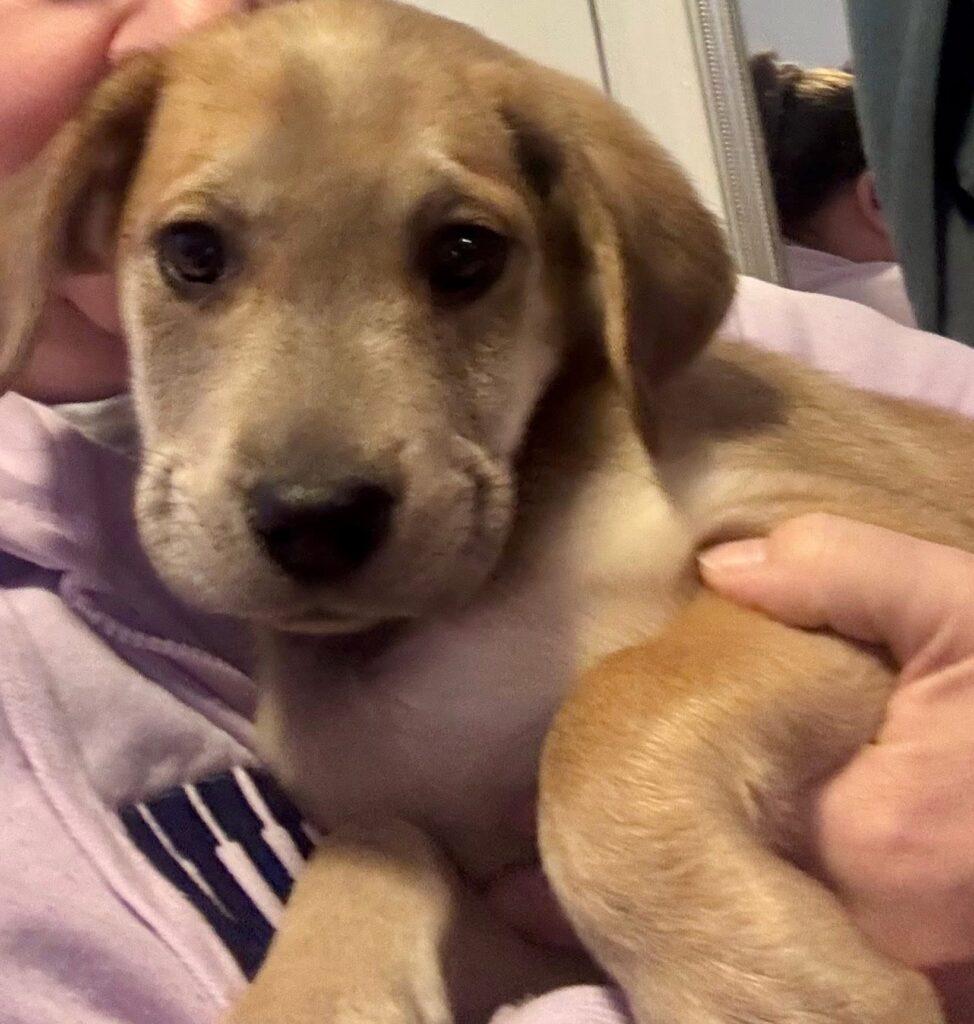 Sadie, an adopted mixed breed in Red Hook, NY image 5/6