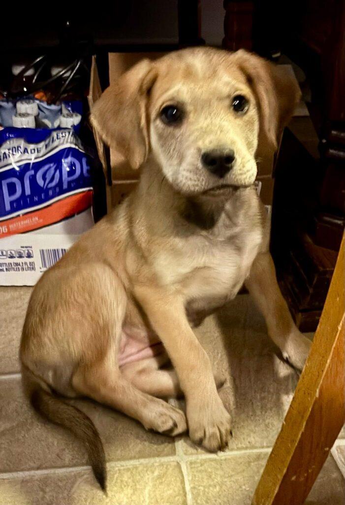 Sadie, an adopted mixed breed in Red Hook, NY image 4/6