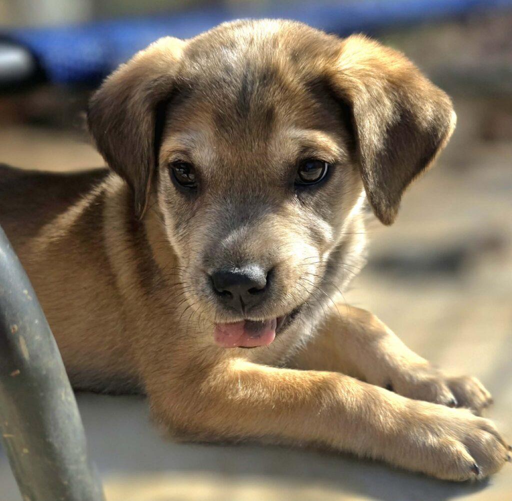 Sadie, an adopted mixed breed in Red Hook, NY image 2/6