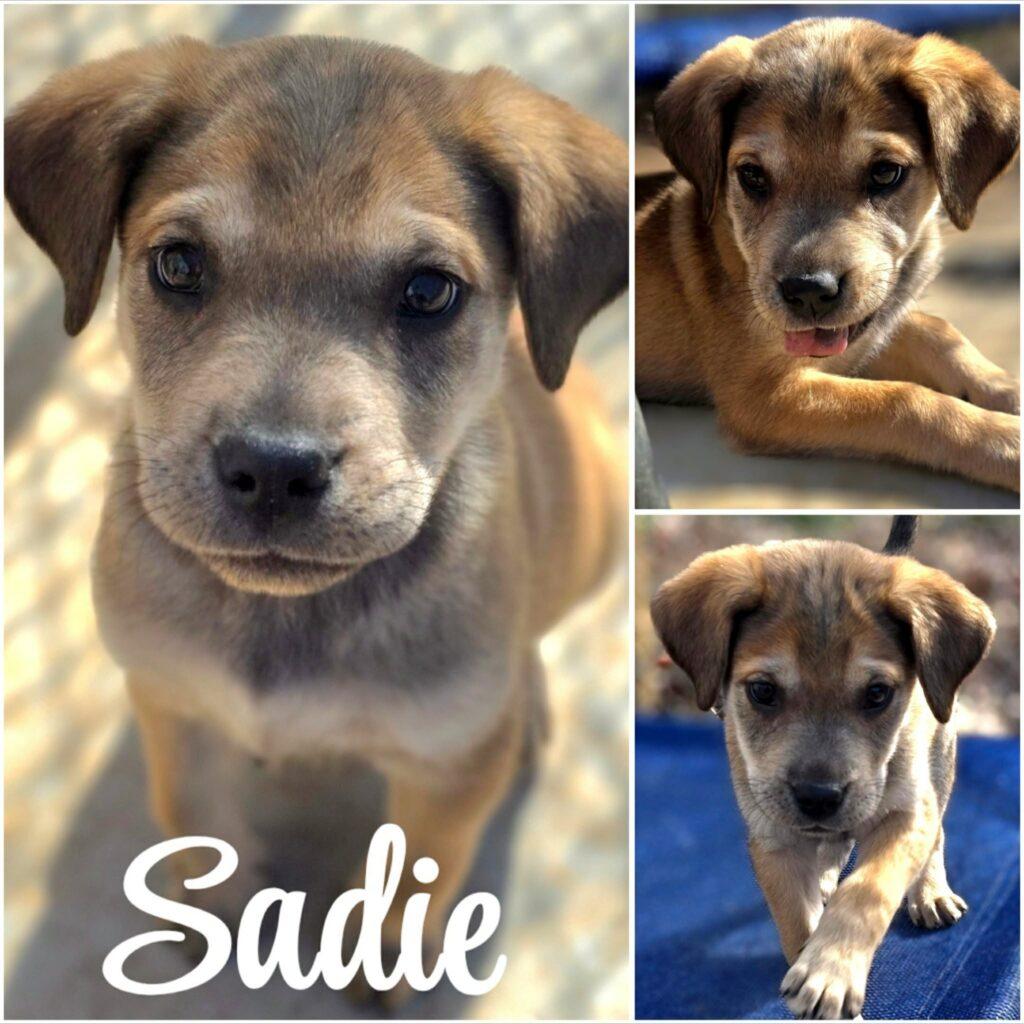 Sadie, adopted, Puppy Female Golden Retriever.