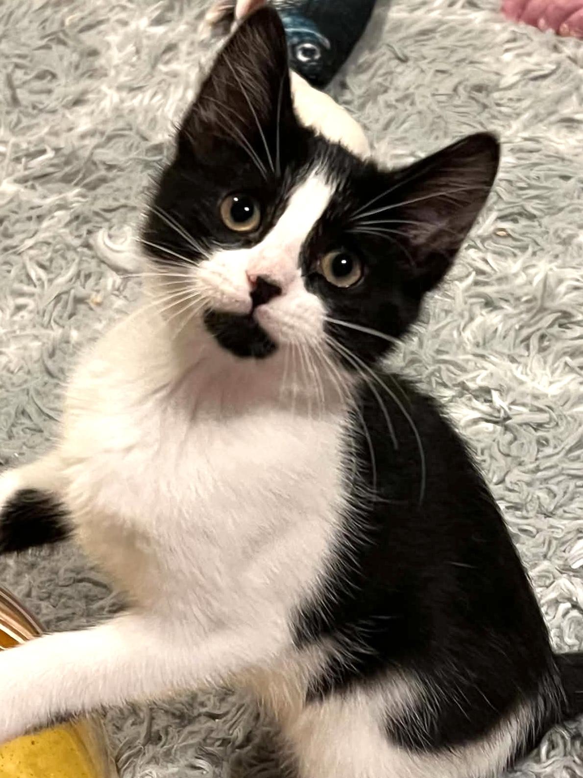 Twix, ADOPTABLE, Kitten Female Domestic Medium Hair.