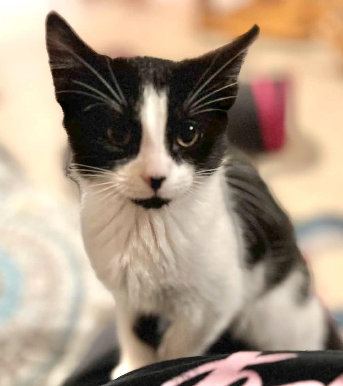 Enlarge Twix, a ADOPTABLE Domestic Medium Hair in Warsaw, MO image 2/2