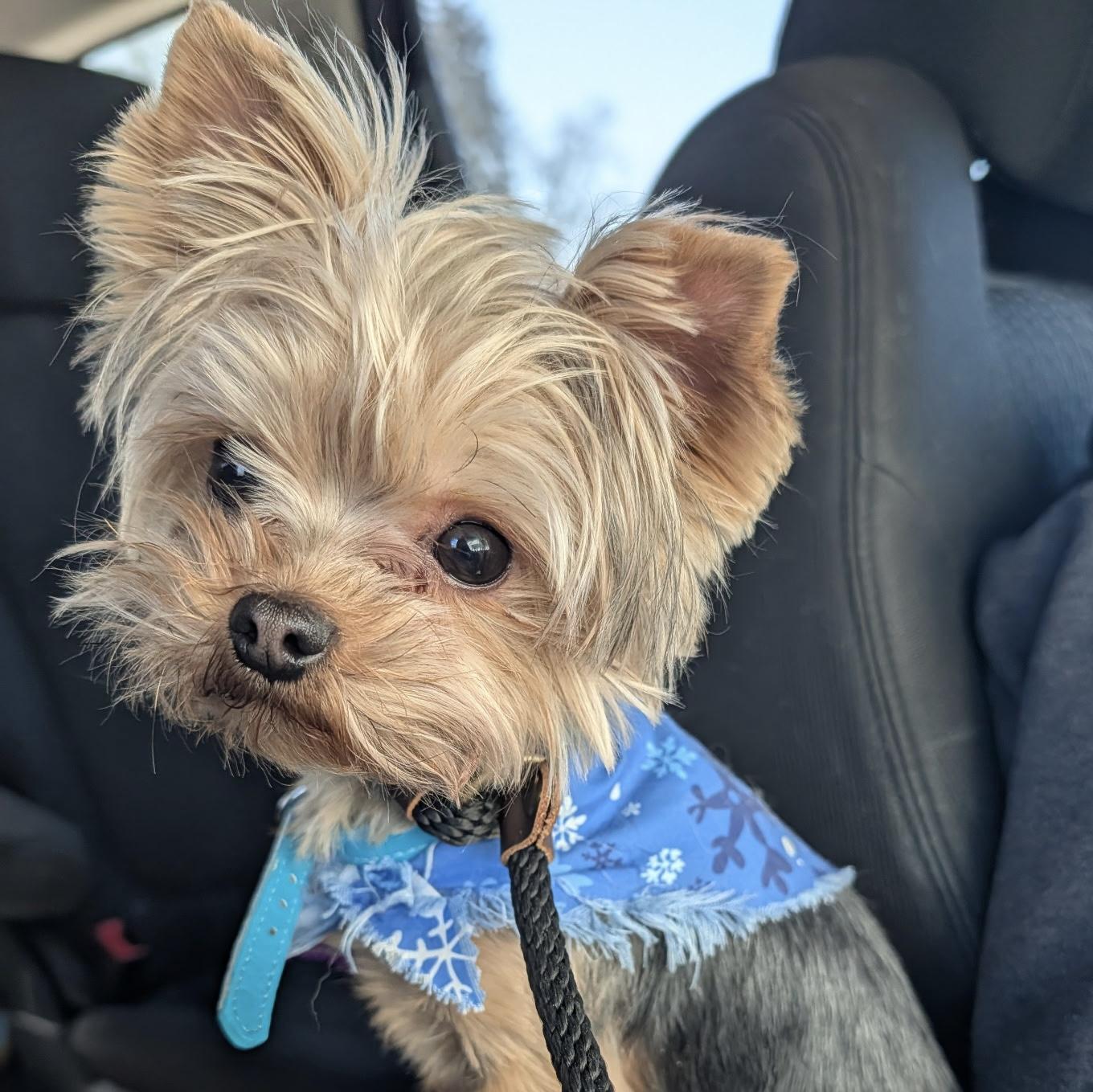 Enlarge Bodhi, a ADOPTABLE Yorkshire Terrier in Mount Morris, MI image 2/2
