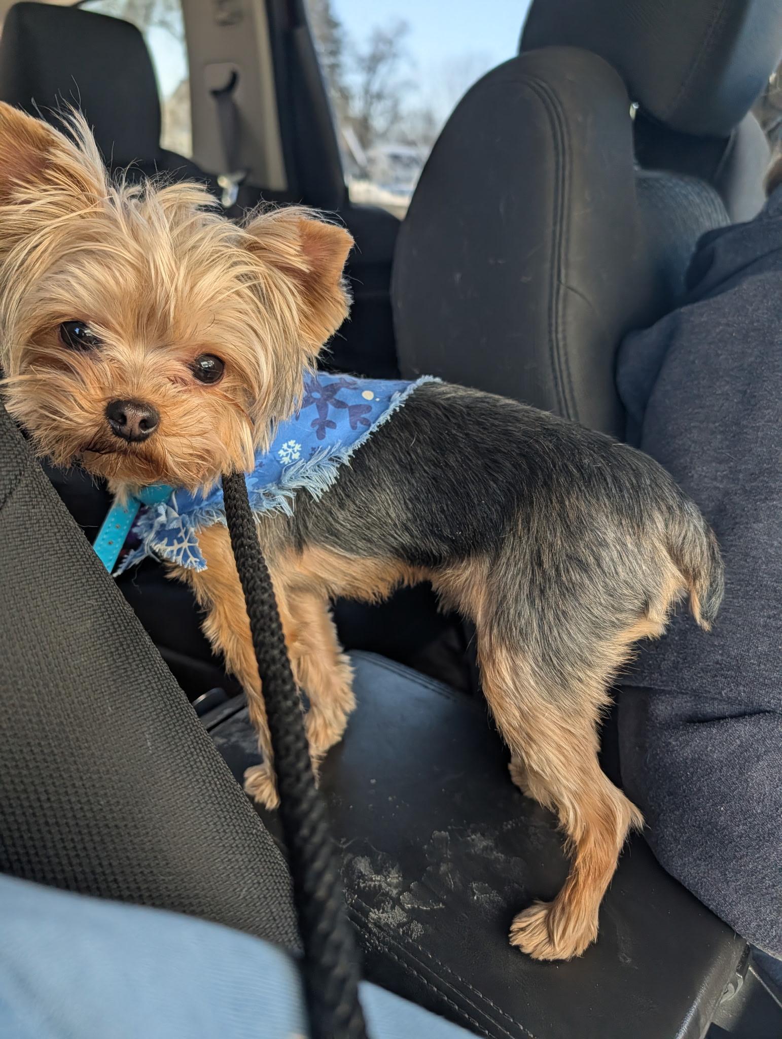 Enlarge Bodhi, a ADOPTABLE Yorkshire Terrier in Mount Morris, MI image 1/2
